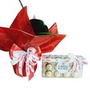 Orquídea Ferrero E Amor