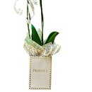Orquídea Pra Você