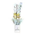 Oequídea Brilho de Natal