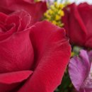 Bloom Love