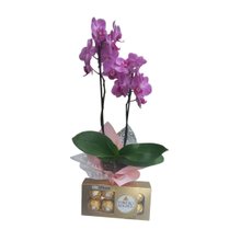 Mini Orquídea Lilás com Chocolate Ferrero Rocher