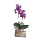 Mini Orquídea Lilás com Chocolate Ferrero Rocher