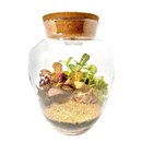 Terrário Pera Médio