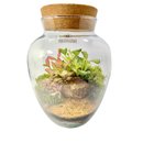 Terrário Pera Médio