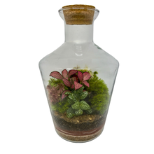 Terrário Garrafa Cravo Médio