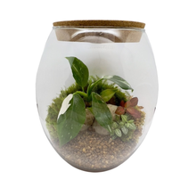 Terrário Barrica Grande