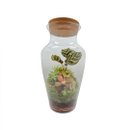 Terrário Maranta Gde