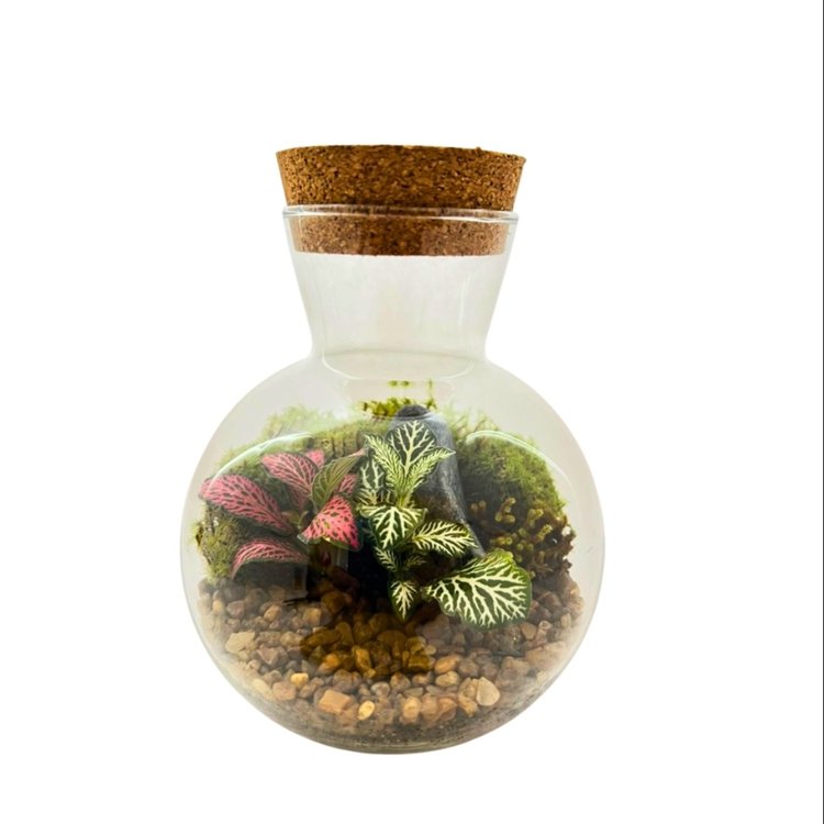 Terrário Singapura