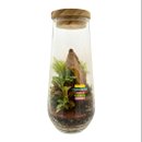 Terrário Boston Plaquinha