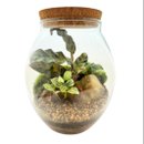 Terrário Barrica Maranta