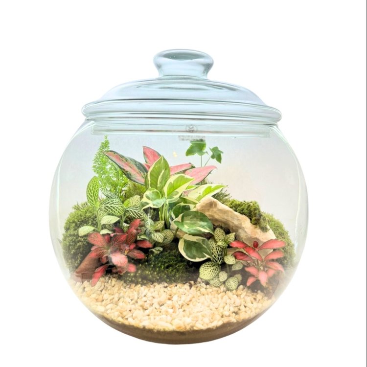 Terrário Poncheira Tropical