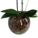 Orquídea no Vidro Pura Sofisticação