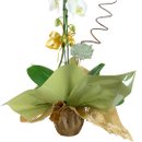 Orquídea Sofisticada