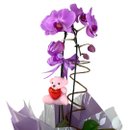 Orquídea Lilás Com Pelucia Chaveiro e Ferrero rocher