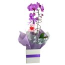 Orquídea Lilás Com Pelucia Chaveiro e Ferrero rocher