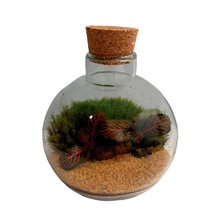 Terrário Mini Stambull