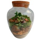 Terrário Lilly