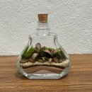Terrário Esmeralda