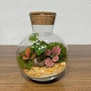 Terrário Bolinha