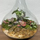 Terrário Osaka