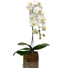 Orquídea Branca Nobreza