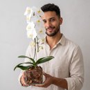 Orquídea Branca Nobreza