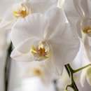 Orquídea Branca Nobreza