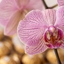 Orquídea Mesclada com Ferrero Rocher
