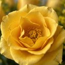 Buquê de 12 Rosas Amarelas 