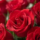 Buquê de 200 Rosas Vermelhas 