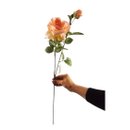 Galho de Rosa