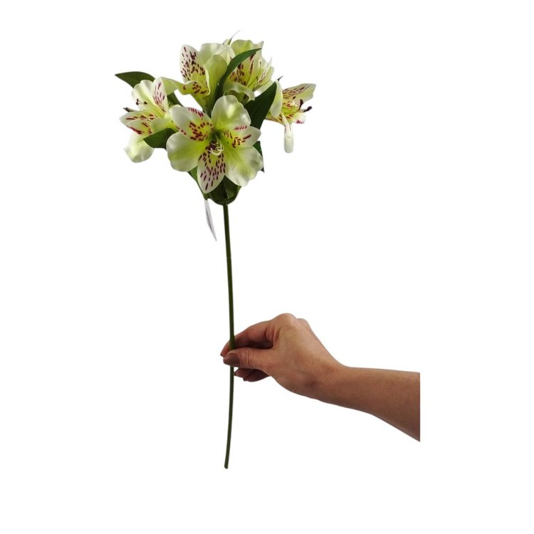 Galho de Astromelia