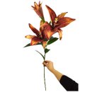 Haste Lirio Colorido