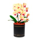 Impecável Orquídea Amarela com 2 Hastes