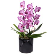 Adorável Orquídea Pink com 2 Hastes