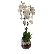 Encanto das Orquídeas Brancas