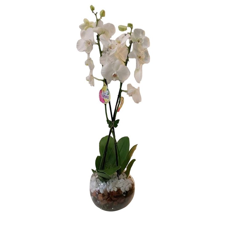 Encanto das Orquídeas Brancas