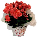 Encanto de Flor Begônia 