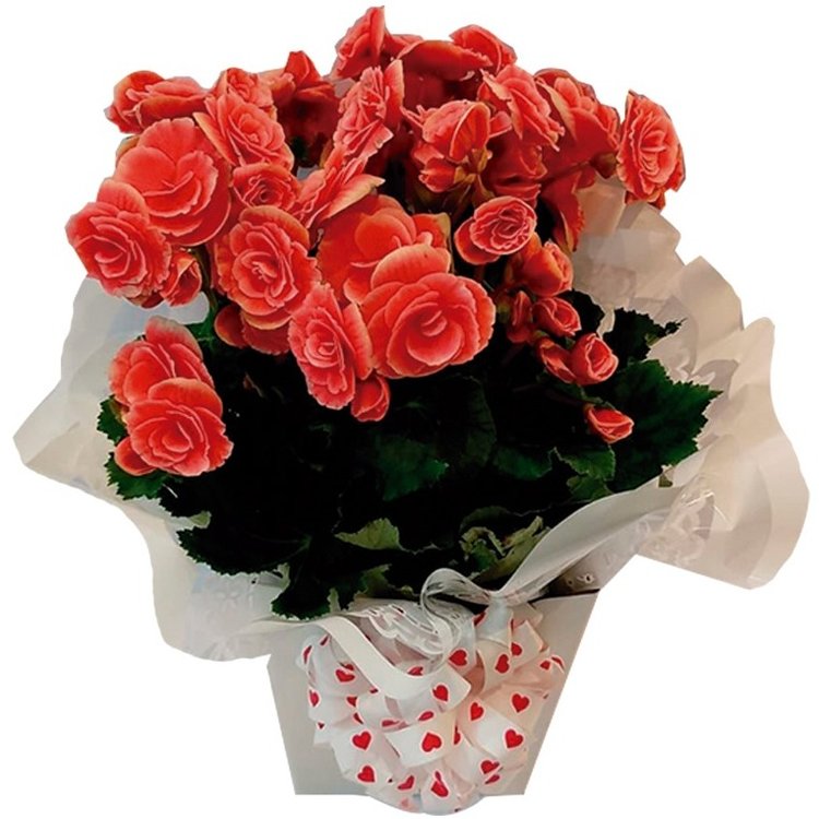 Encanto de Flor Begônia