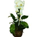 Phalaenopsis Branca No Cachepo Madeira