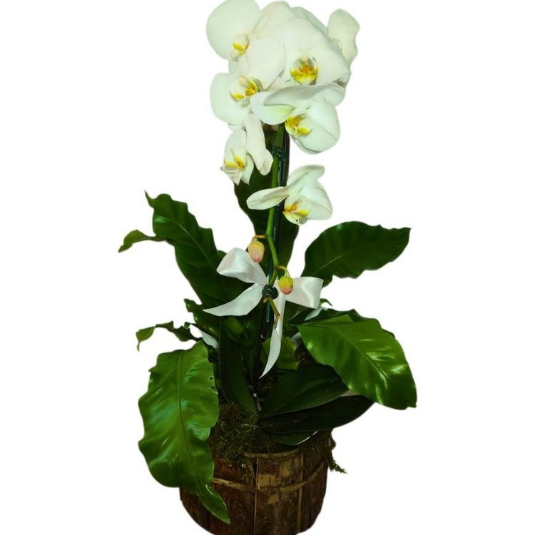 Phalaenopsis Branca No Cachepo Madeira