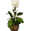 Phalaenopsis Branca No Cachepo Madeira