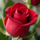 Buquê 12 Rosas Vermelhas e Folhagens 