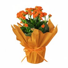 Flor da Fortuna Laranja Kalonchoe 