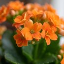 Flor da Fortuna Laranja Kalonchoe 