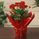 Flor da Fortuna Vermelha Kalonchoe