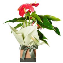 Antúrio Vermelho (Michigan)