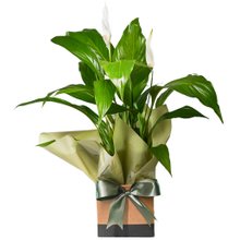 Lírio da Paz em Vaso 