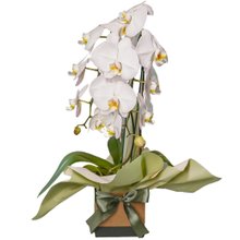 Orquídea Phalaenopsis Branca no Vaso