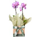 Mini Orquídea Phalaenopsis em Vaso